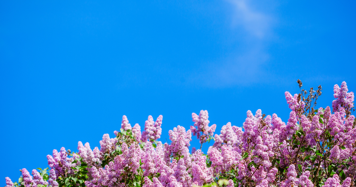 Garden background for workflow section